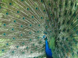 attraction-v-promotion268px