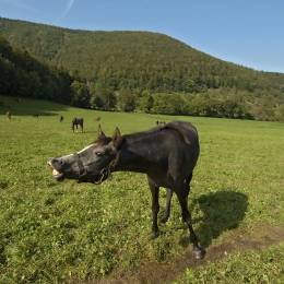 Beating a Dead Horse - HR Examiner