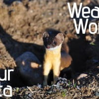 HRExaminer Weekly Edition Feature image v4.32 August 23, 2013 LinkedIn or FencedIn?