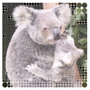 koala 4