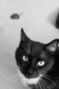 Weasels don't think they look like a weasel. They think they look like cats. And the snake is a present.