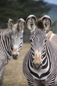 Discrimination is not always black and white.