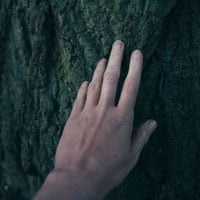 photo of hand touching tree in feature image on HRExaminer.com article Sense Making by John Sumser