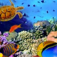 photo of under sea life in HRExaminer.com article by John Sumser published April 13, 2016