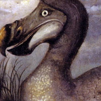 2017-07-07 photo img edwards dodo bird by roelant savery 1620 sq 200px.jpg